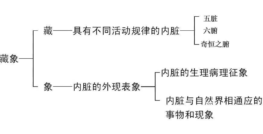 藏象学说插图